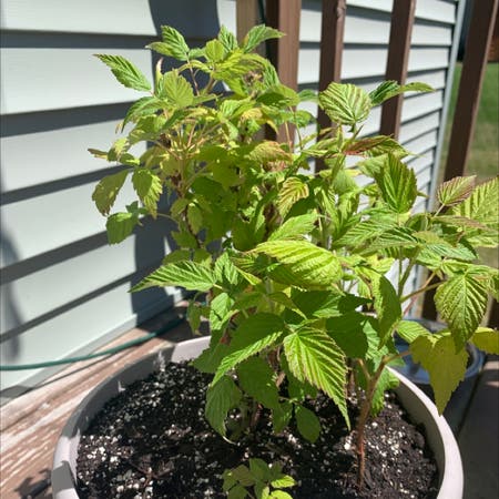 Photo of the plant species European red raspberry by Plantednotburied named Ruby on Greg, the plant care app