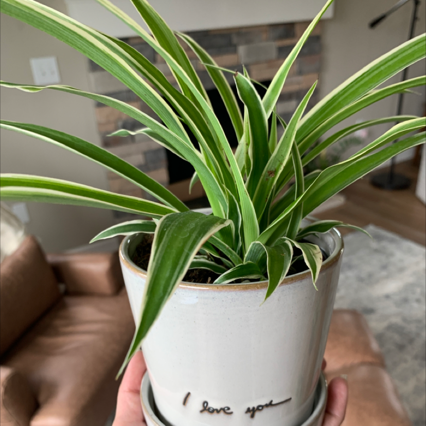 Spider Plant plant photo by @Plantednotburied named Webb on Greg, the plant care app.