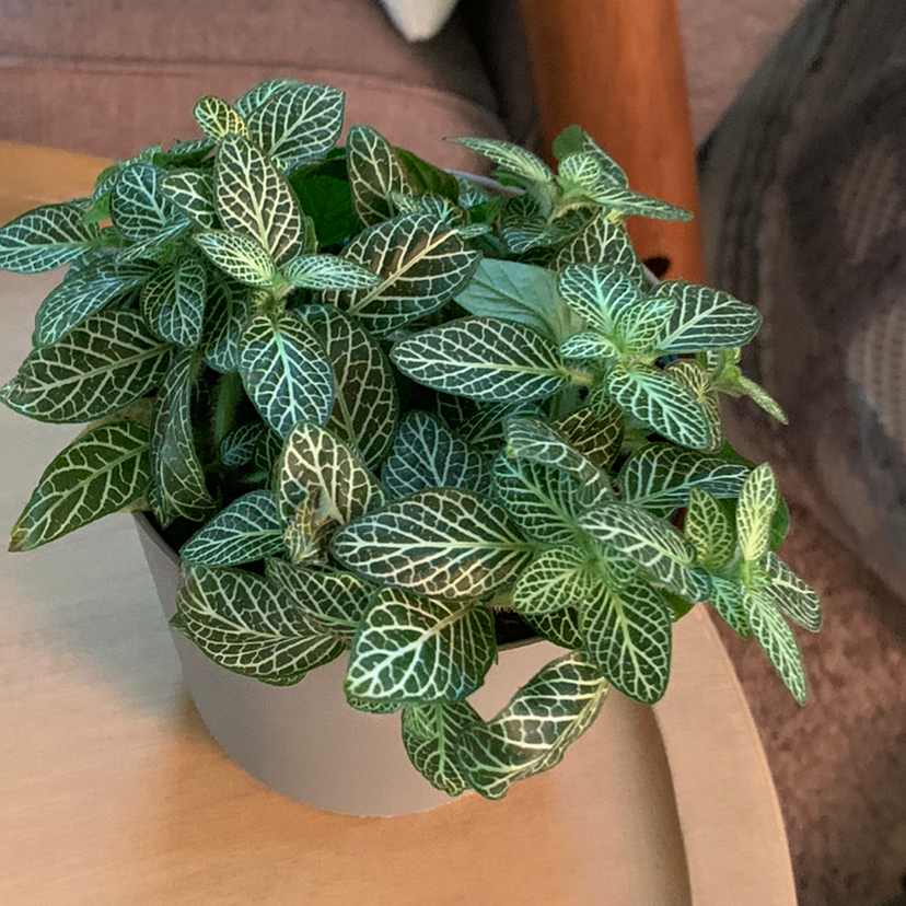 Photo of the plant species Nerve Plant by @Plantednotburied named Nelly on Greg, the plant care app