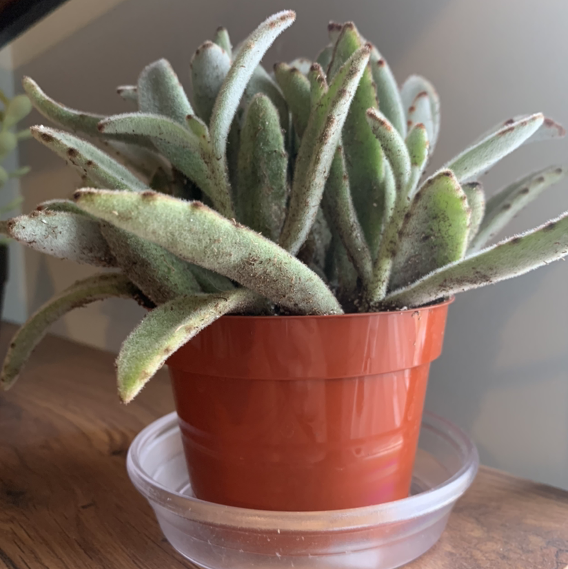 Panda Plant plant photo by @Plantednotburied named Teddy on Greg, the plant care app.