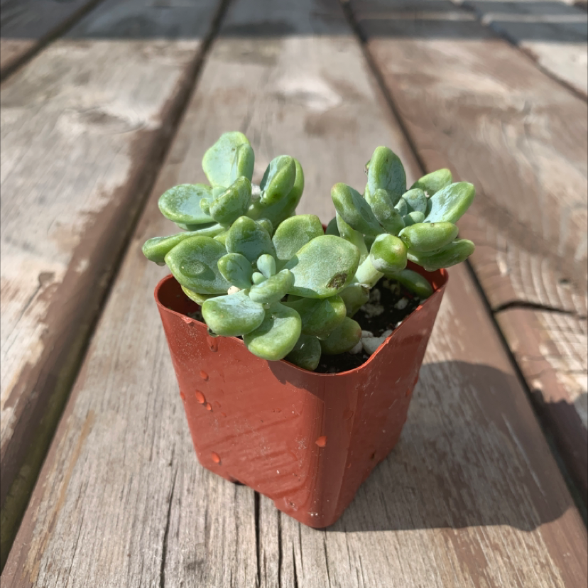 Sedum clavatum succulent in a brown plastic pot on a wooden surface.