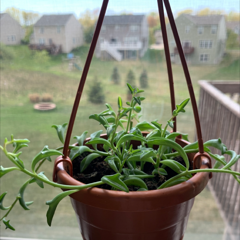 Dolphin Plants plant photo by @Plantednotburied named Dolly on Greg, the plant care app.