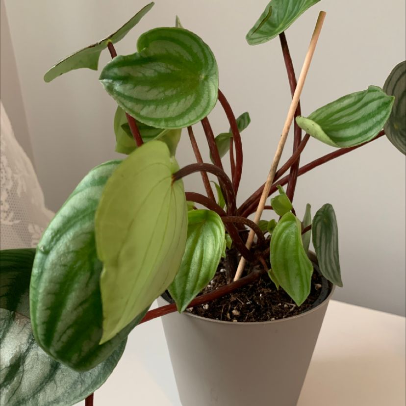 Peperomia Caperata plant photo by @Plantednotburied named Willow on Greg, the plant care app.