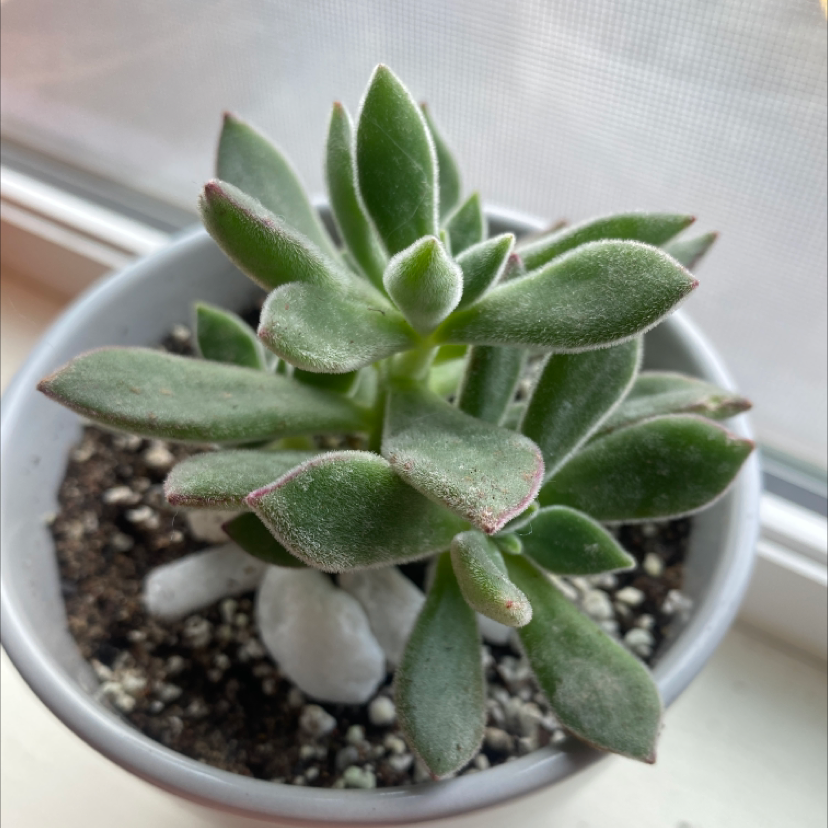 A healthy Plush Plant succulent in a small pot near a window.