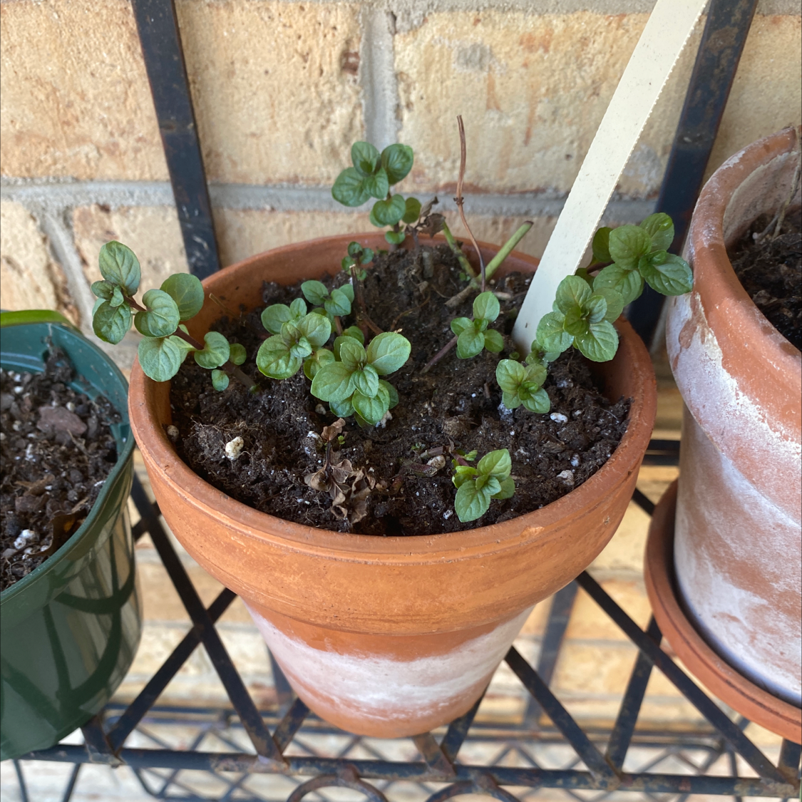 Photo of the plant species Chocolate Mint by @Joes named Keanu Leaves on Greg, the plant care app