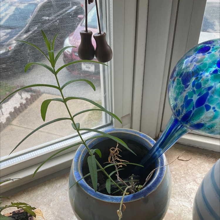Potted Swamp Milkweed on a windowsill with a watering globe inserted into the soil.