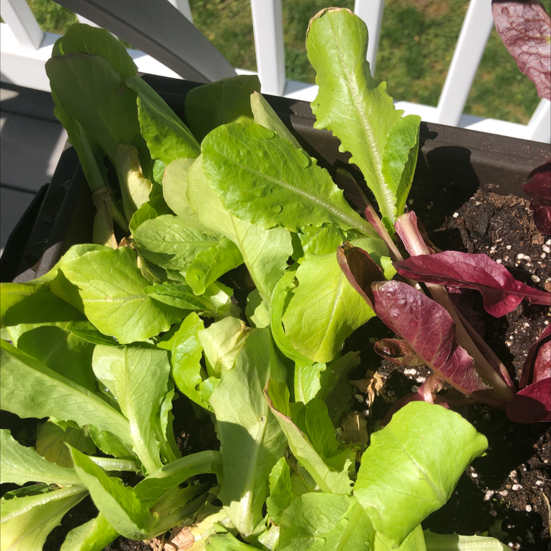 Vibrant green garden lettuce plant growing in black planter, with human hand gently holding outer leaf to show size and quality.