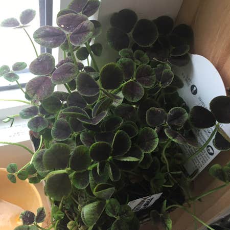 Photo of the plant species Black-Leaved Clover by @Katiesplantcarlos named Carlos on Greg, the plant care app