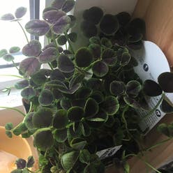 Black-Leaved Clover plant