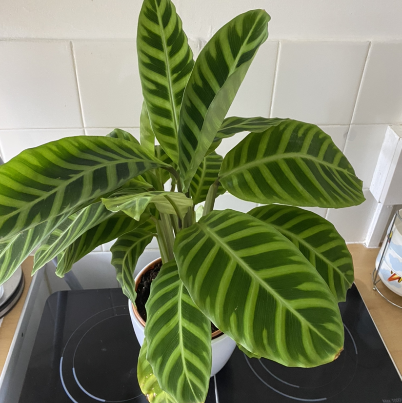 Zebra Calathea plant photo by @Mummyplantmum named Zabrina on Greg, the plant care app.