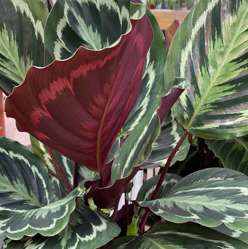 Photo of the plant species Calathea 'Medallion' by @Mummyplantmum named Flame star on Greg, the plant care app