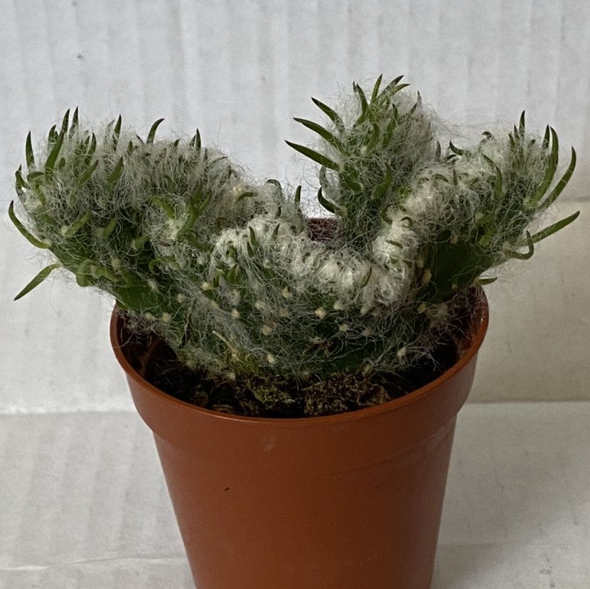 Photo of the plant species Old Man Opuntia by @Mummyplantmum named Old Man on Greg, the plant care app