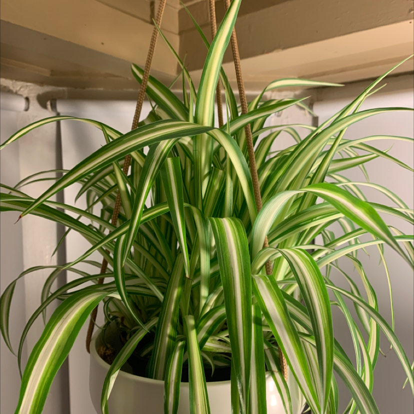 Variegated Spider Plant in a hanging pot with vibrant green and white striped leaves.