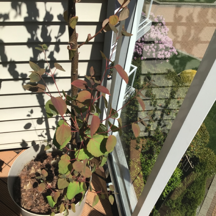 Plant care for Katsura Tree on Greg, the plant care app