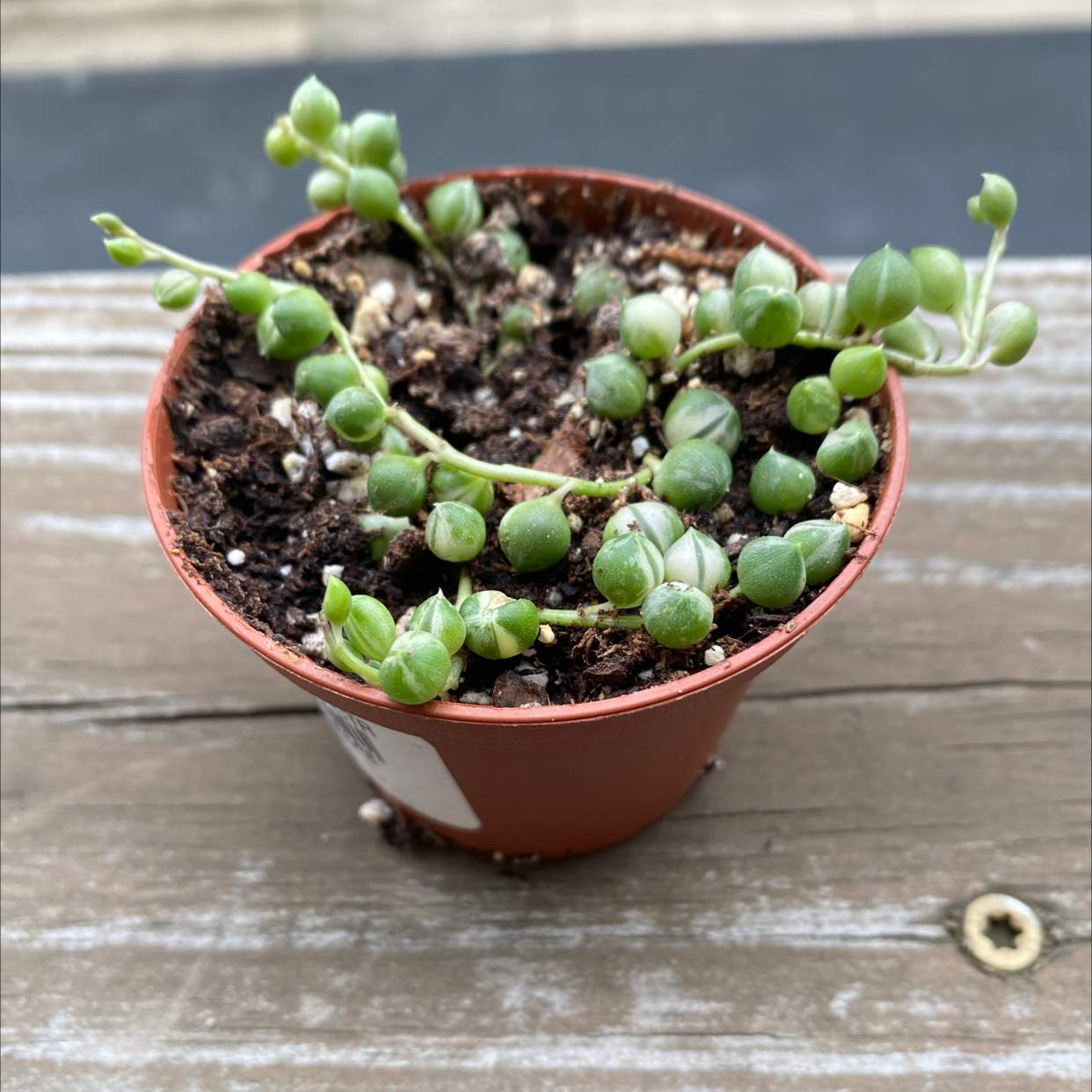 Variegated String of Pearls plant in a small pot with visible soil, well-framed and in focus.