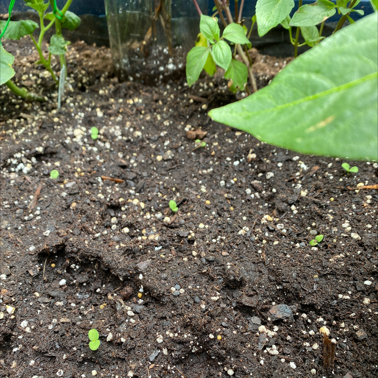 Healthy bed of Garden Lettuce seedlings growing in soil with fertilizer pellets visible.