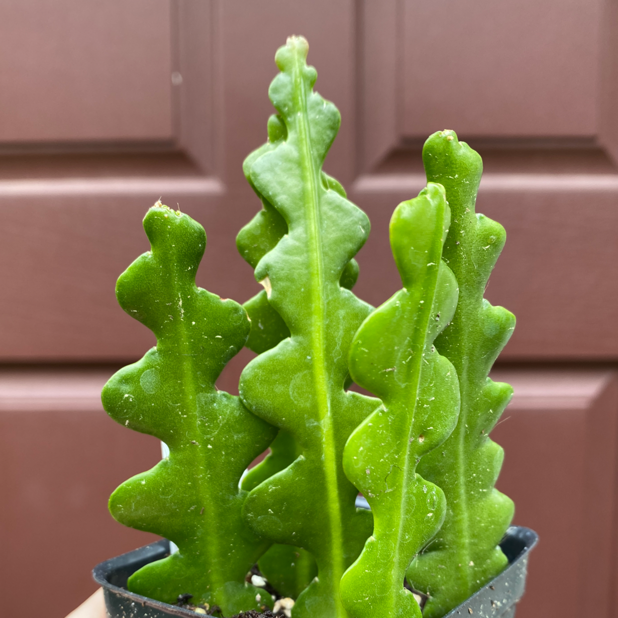 Photo of the plant species Fishbone Cactus by @theykan named Bonefish on Greg, the plant care app