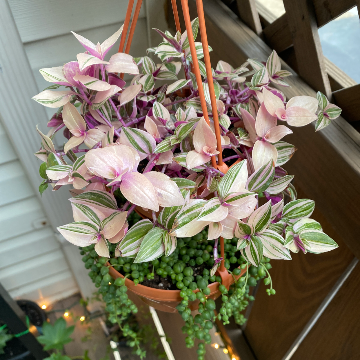 Hanging pot with a healthy Lilac Tradescantia plant with vibrant leaves.