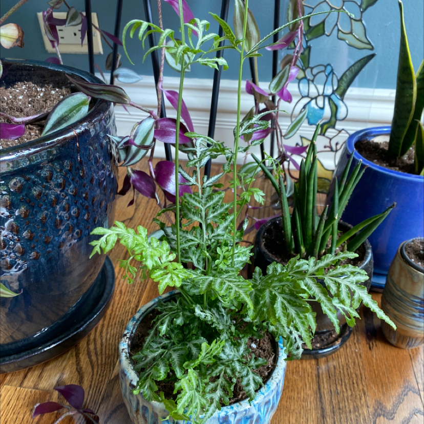 Brake Fern in a small pot, surrounded by other potted plants. The fern appears healthy.