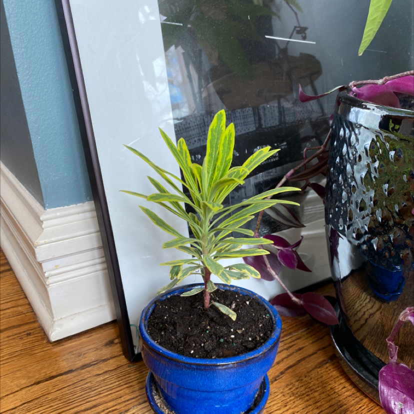 A healthy Song of India plant with bright green and yellow striped leaves in a blue ceramic pot on a windowsill.