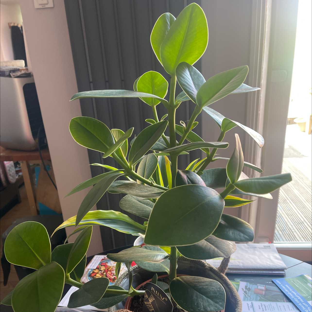Healthy Autograph Tree with vibrant green leaves indoors.