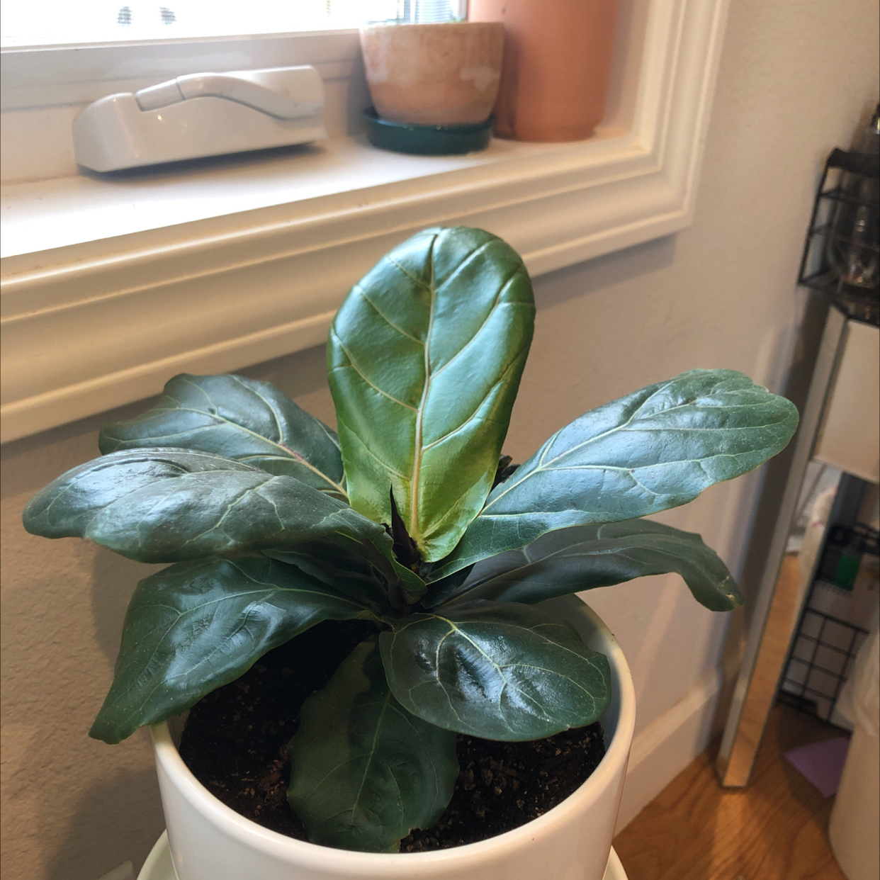 Fiddle Leaf Fig plant photo by @Court named Figgy on Greg, the plant care app.