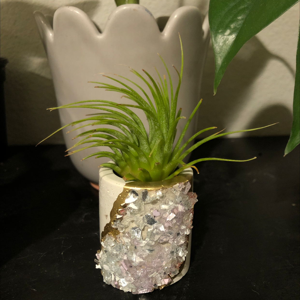 Spreading Airplant in a decorative pot with vibrant green leaves, another plant in the background.