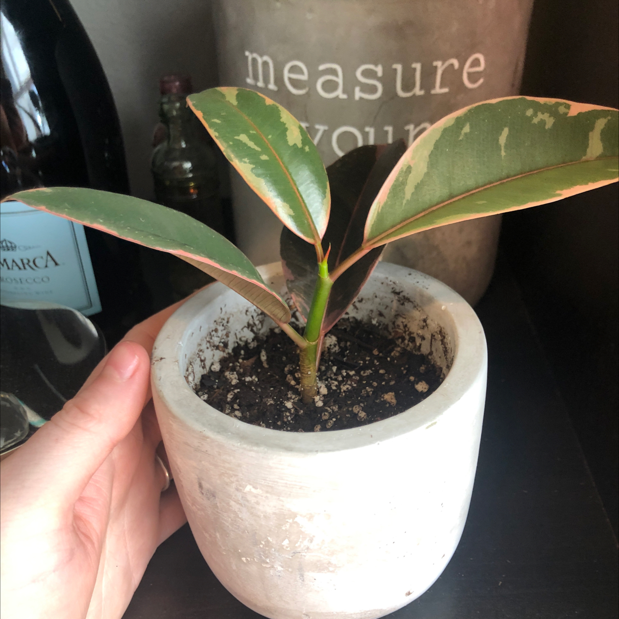 Ficus 'Ruby' plant in a white pot with variegated leaves and visible soil.