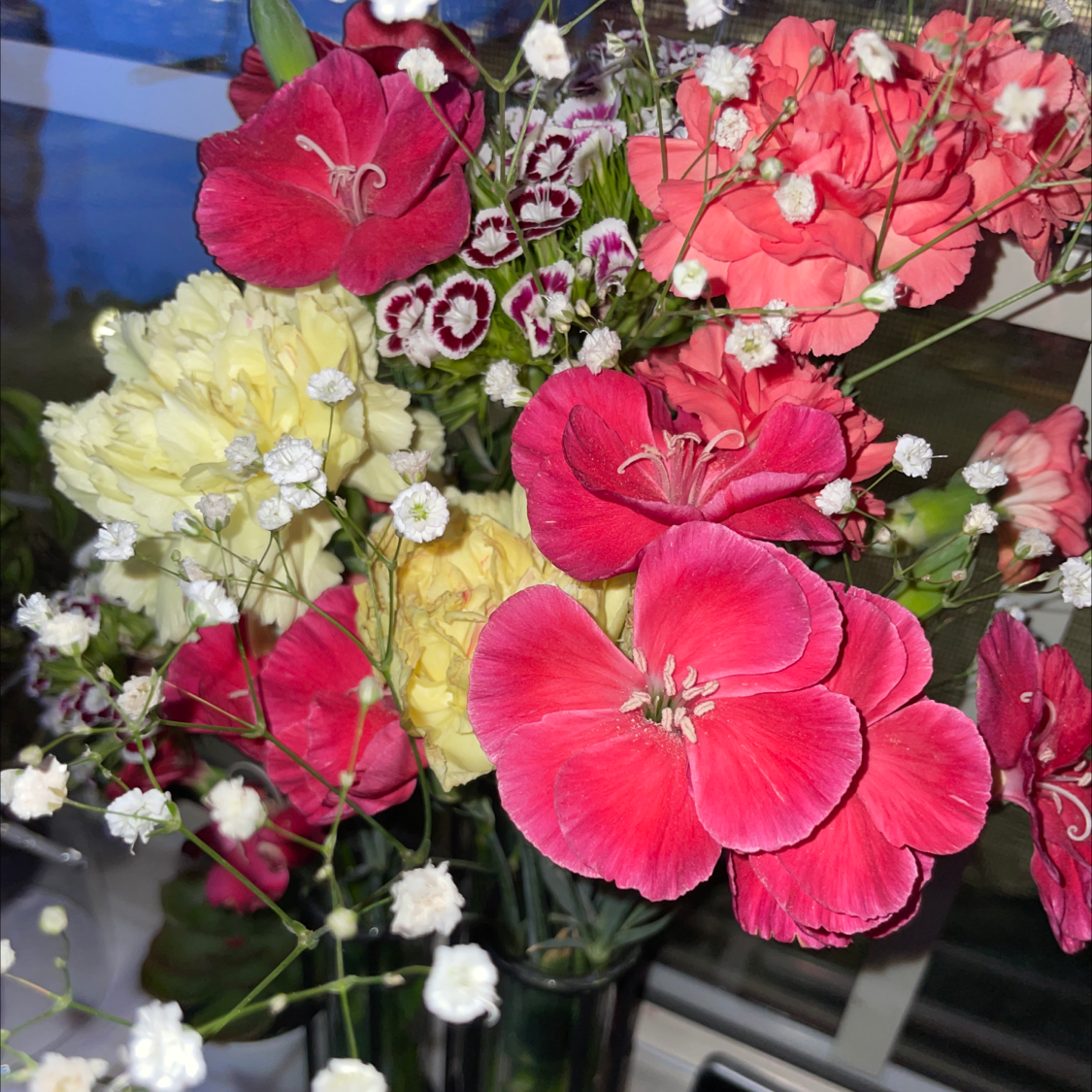 A bouquet of Border Carnations with vibrant red, pink, and yellow flowers in full bloom.