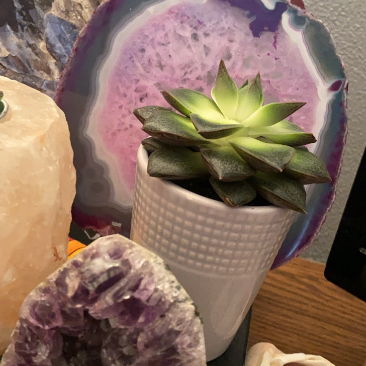 Lipstick Echeveria plant photo by @Cheetah235 named Benjamin on Greg, the plant care app.