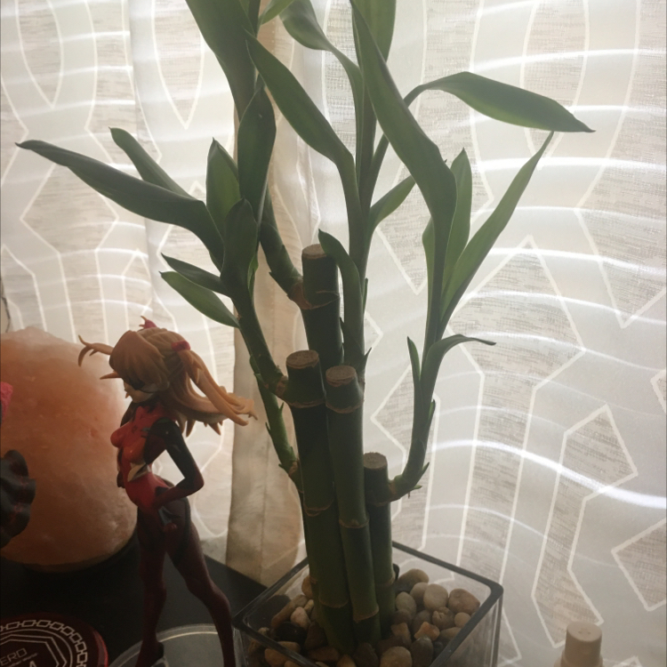Lucky Bamboo plant photo by @Idkanythingaboutplantssorry named Sam on Greg, the plant care app.