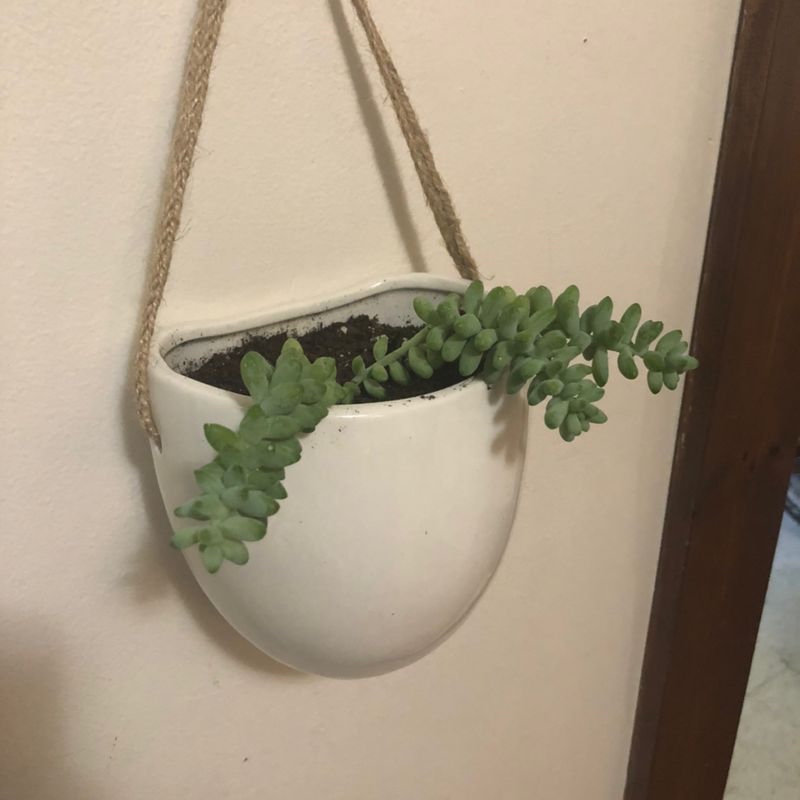 Healthy Burro's Tail succulent with long trailing stems of plump blue-green leaves, hanging in a white pot against a plain background.