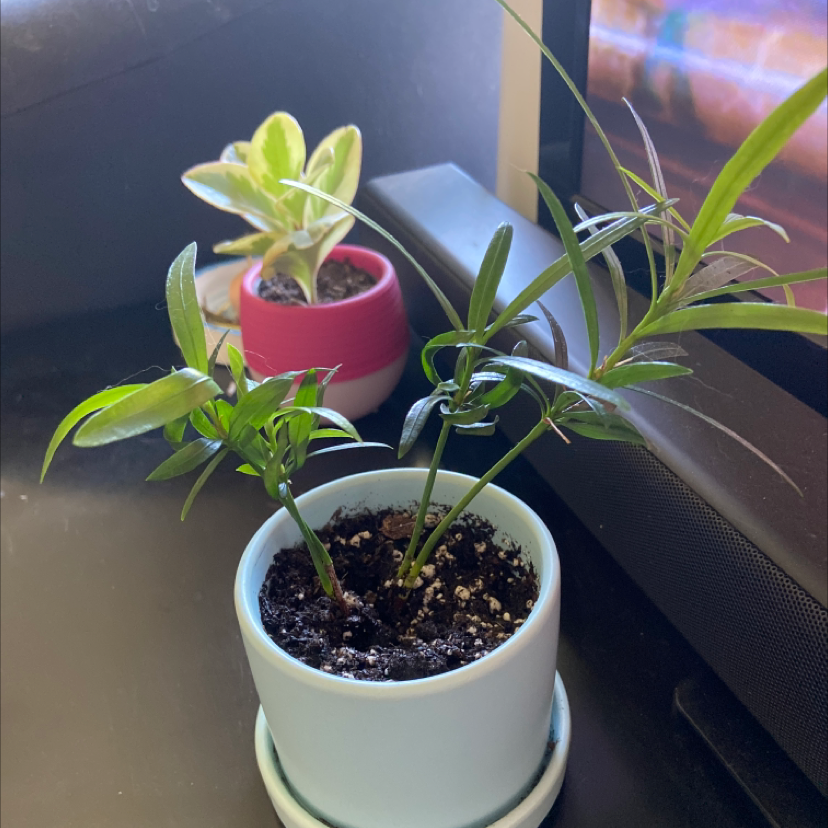 Podocarpus plant in a white pot with visible soil, another plant in the background.