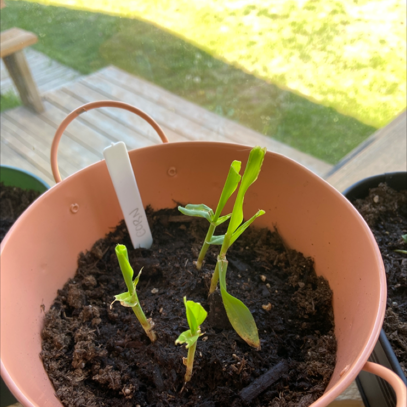 Young corn plant in a pot with visible soil, early growth stage.