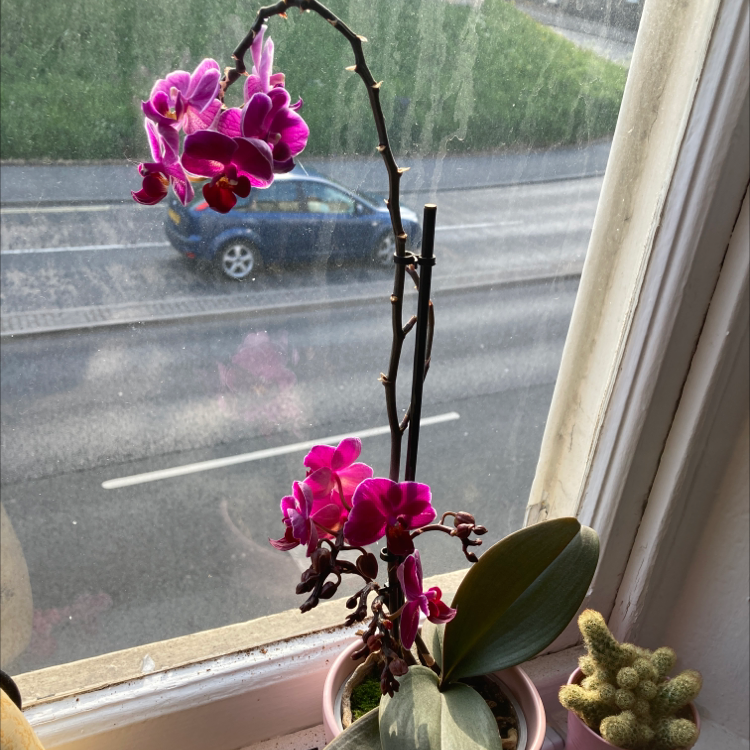 Photo of the plant species Fairy Slipper Orchid by @katielbu named Flower boi on Greg, the plant care app