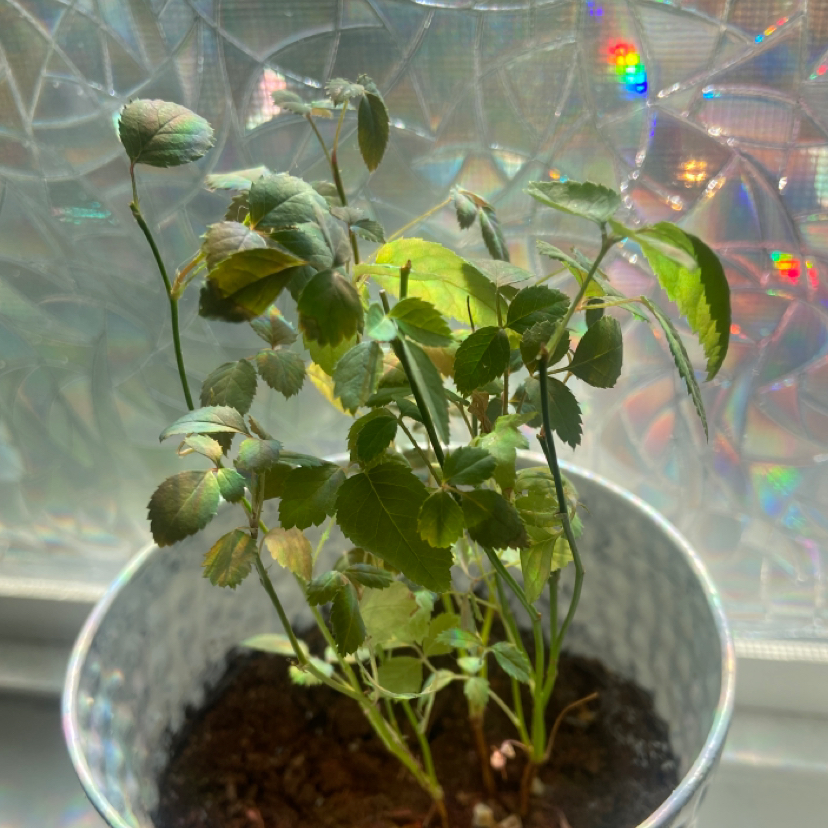 Young Multiflora Rose plant in a metal pot with green leaves against a patterned glass window.