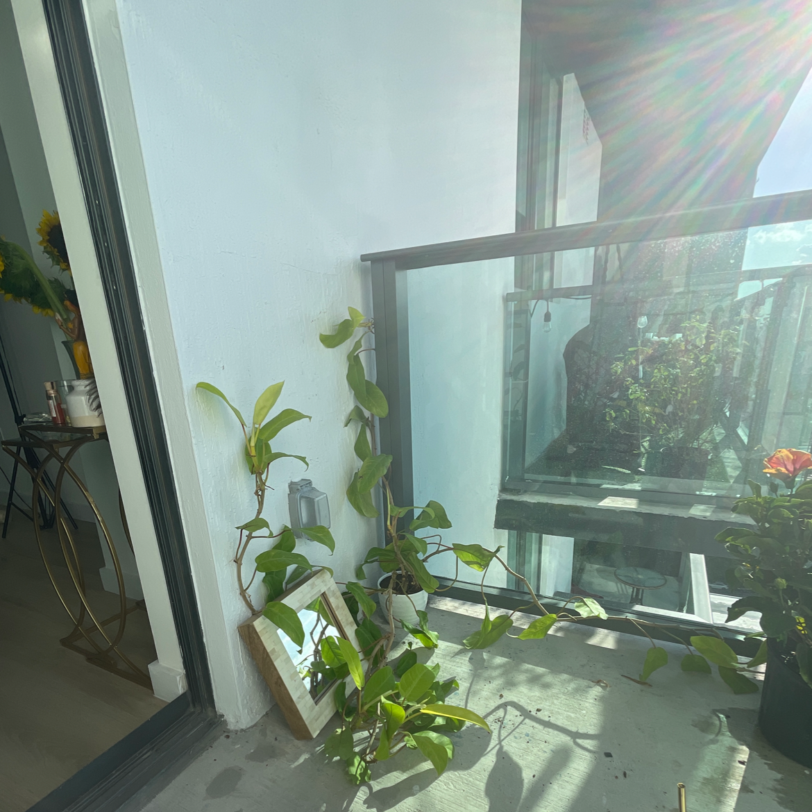 Golden Goddess Philodendron plant on a balcony, climbing up a support structure.