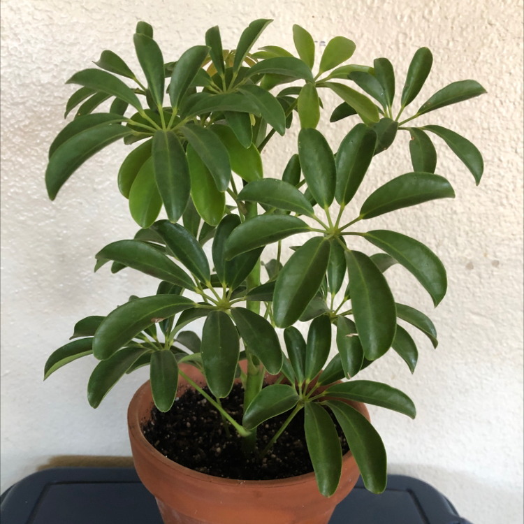Dwarf Umbrella Tree plant photo by Scarlet named Sadie on Greg, the plant care app.