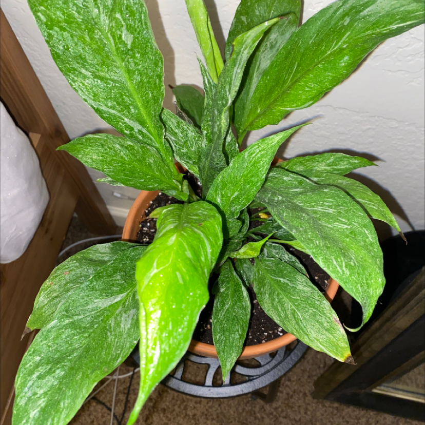 A healthy, vibrant green Dieffenbachia plant with large, glossy, variegated leaves in a terracotta pot, photographed against a plain background.