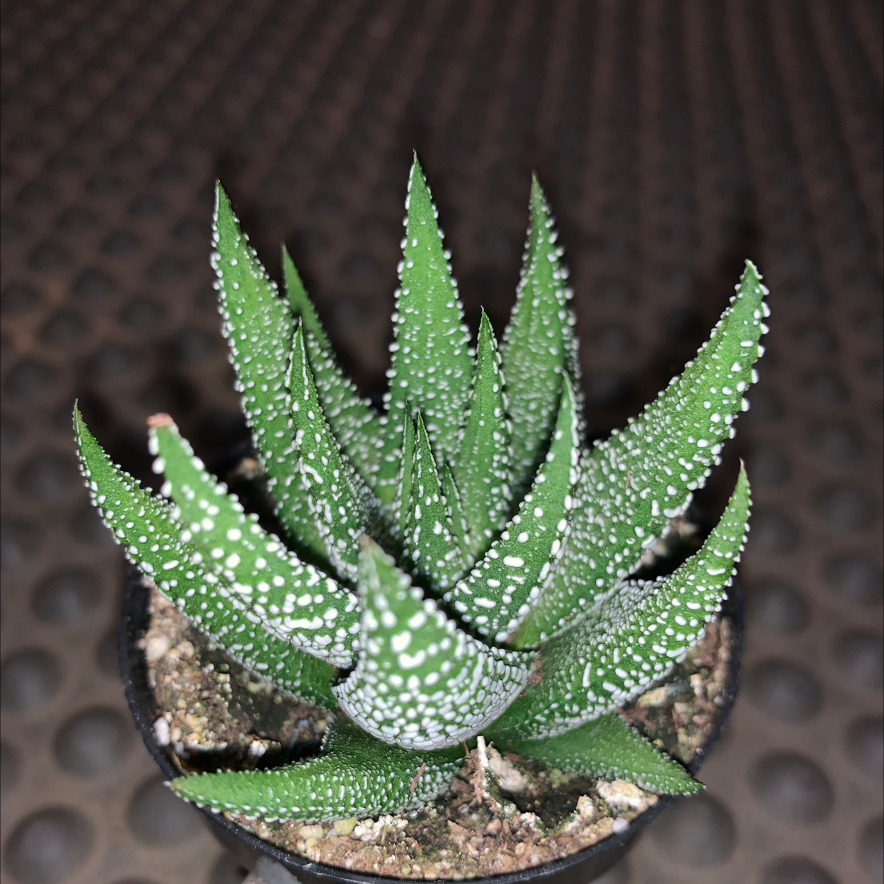Healthy Haworthia attenuata 'Enon' plant with vibrant green leaves and white tubercles.