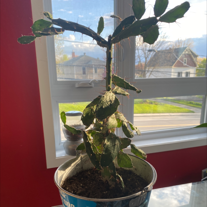 Brazilian Pricklypear plant in a pot near a window, with visible leaf browning and yellowing.