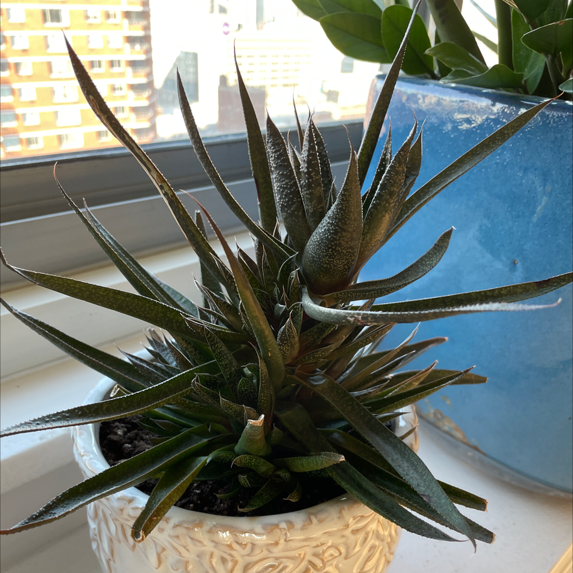 Haworthiopsis coarctata plant in a decorative pot on a windowsill, healthy and well-framed.