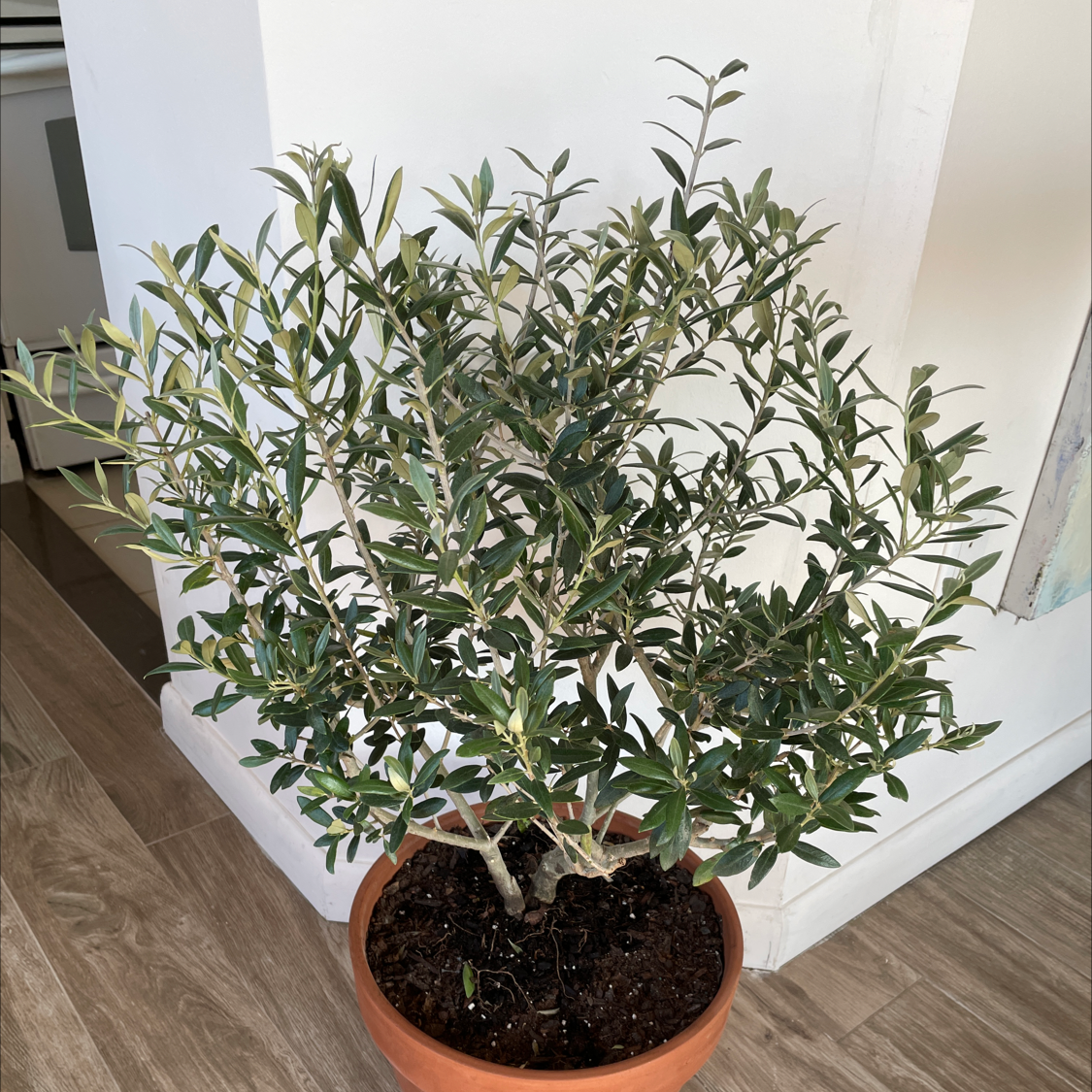 Photo of the plant species Olive Tree by @aris named Olive Tree on Greg, the plant care app
