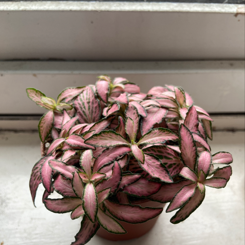 Photo of the plant species Fittonia Grey Sensation by @Tashybaby named Barbie Gurl on Greg, the plant care app