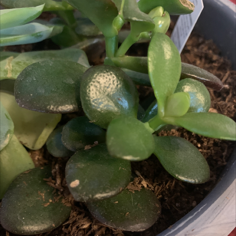 Lucky Plant plant photo by Graci named Queen on Greg, the plant care app.