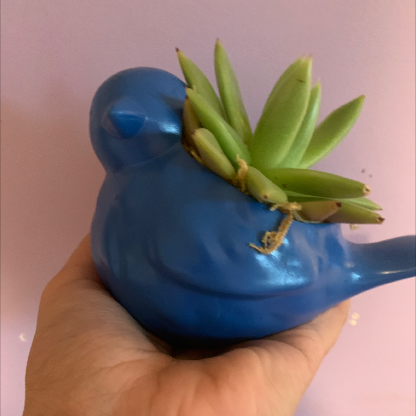 Lipstick Echeveria plant photo by Graci named Birdie on Greg, the plant care app.