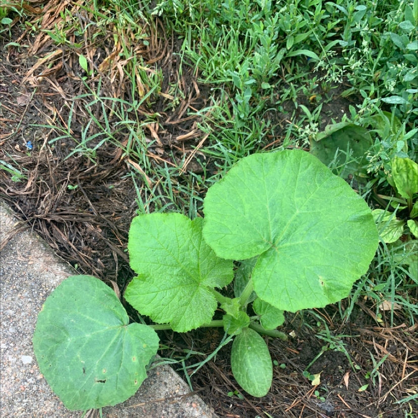 Photo of the plant species Summer Squash by Graci named Hemingway on Greg, the plant care app