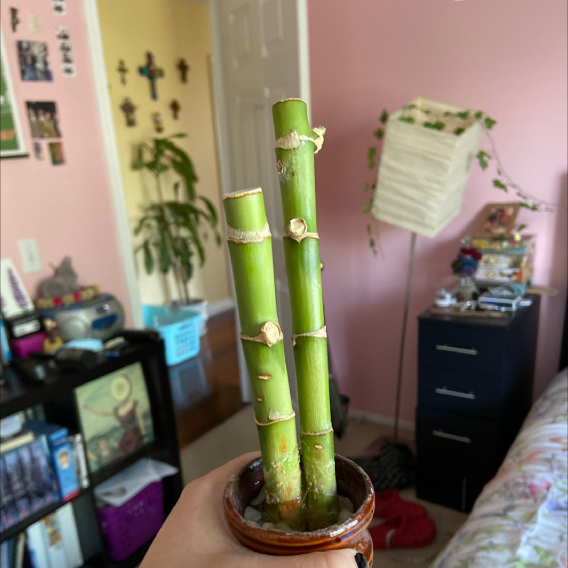 Lucky Bamboo plant photo by @possume named becky on Greg, the plant care app.