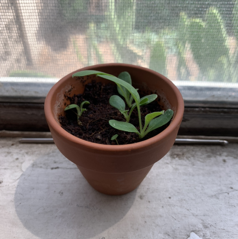 Small strawberry plant in a terracotta pot on a windowsill with green leaves.