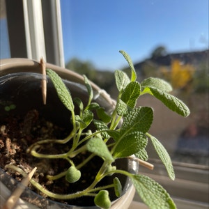 Common Sage plant photo by @sphamx named Pina on Greg, the plant care app.